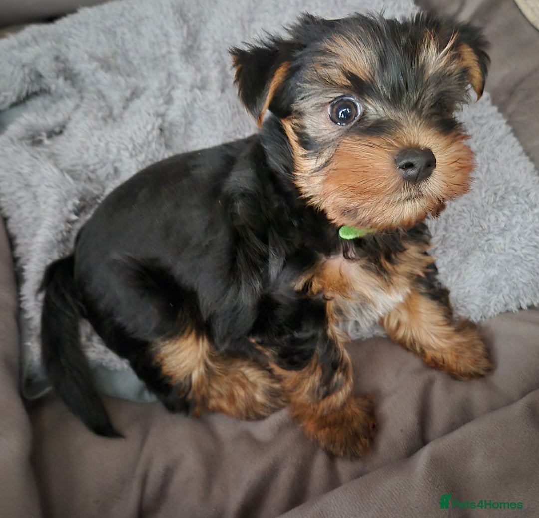 Yorkshire Terrier dogs for sale: Adorable Yorkie Puppies Ready for Loving Homes - Image 6