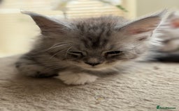 Maine Coon cats for sale: Perfect Maine Coon kittens from Shaded parents  - Image 8