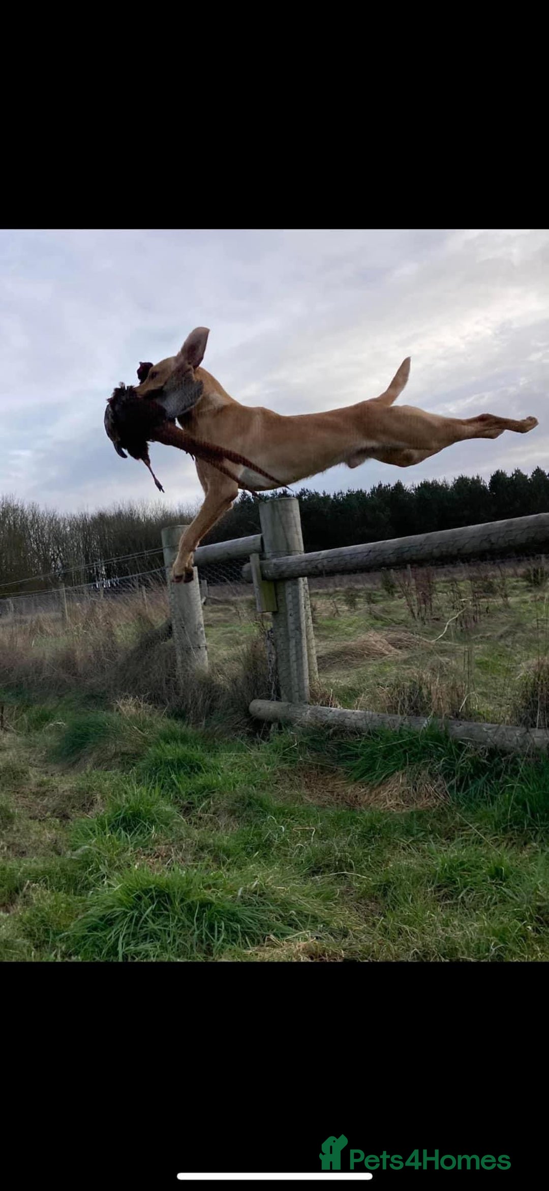 Labrador Retriever dogs for stud: Fox Red Labrador for STUD 🍁 in Ibstock - Image 4