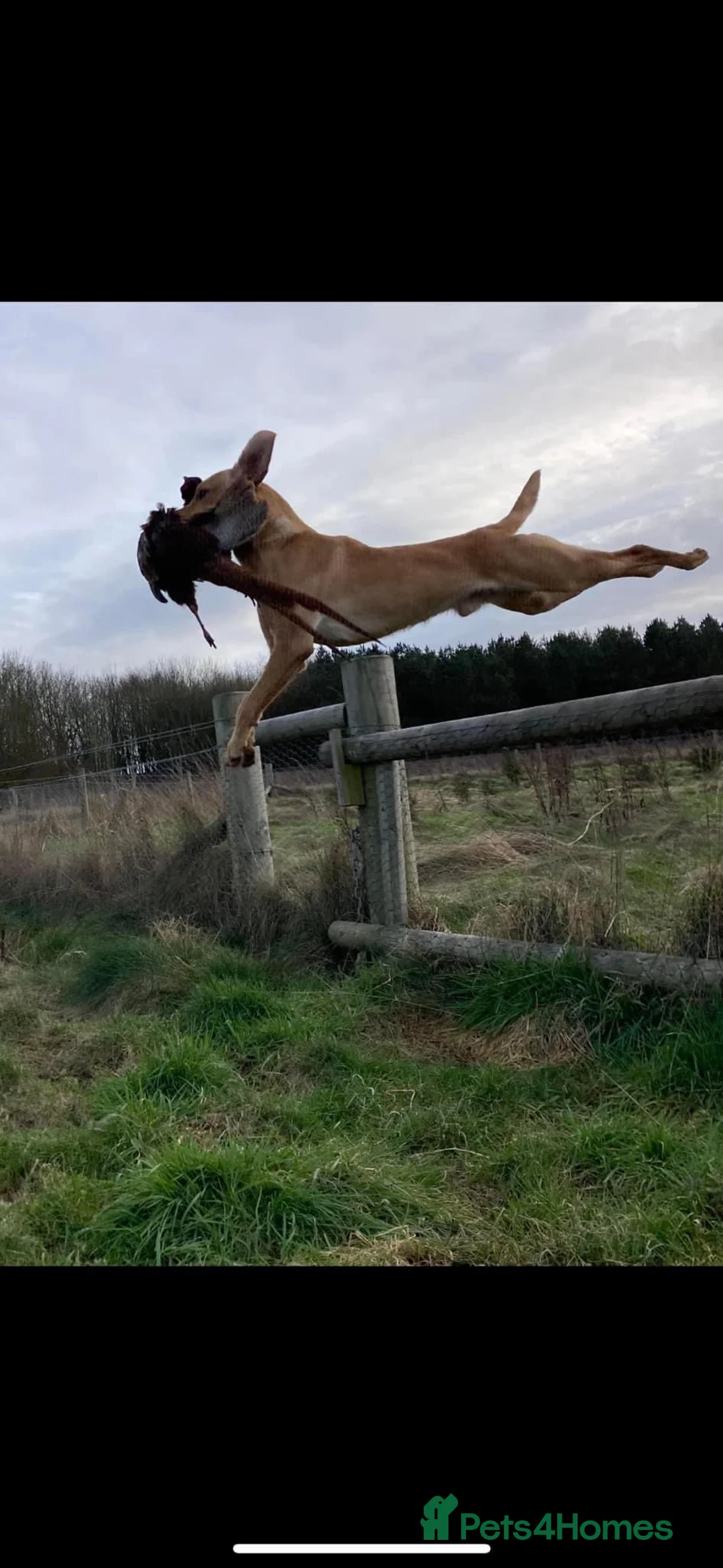 Labrador Retriever dogs for stud: 🍁Proven Fox Red Labrador for STUD 🍁 in Ibstock - Advert 4