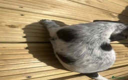 Mixed Breed dogs for sale: Stunning jackapoo x cocapoo puppies - Image 10