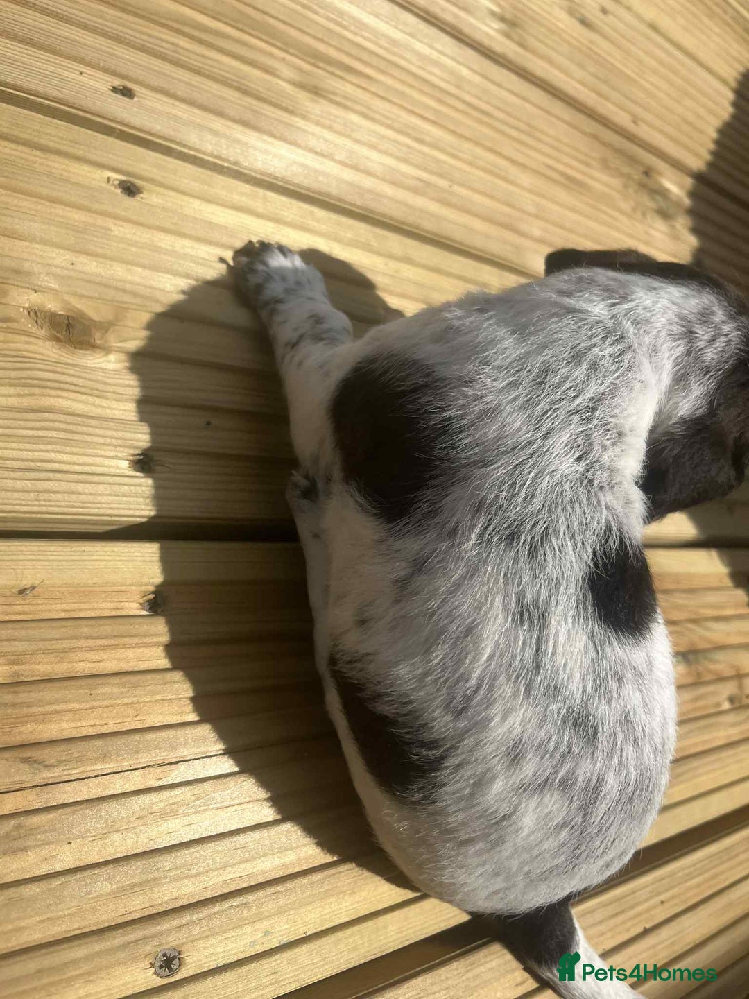 Mixed Breed dogs for sale: Stunning jackapoo x cocapoo puppies - Image 10