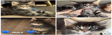 Male kittens