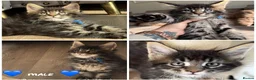 Maine Coon cats for sale: Maine coon TICA reg - Advert 8