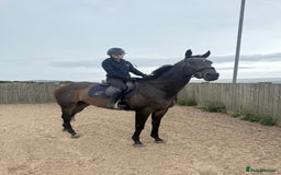 Irish Thoroughbred horses for sale:  SUPER SAFE SCHOOL MASTER  - Image 9