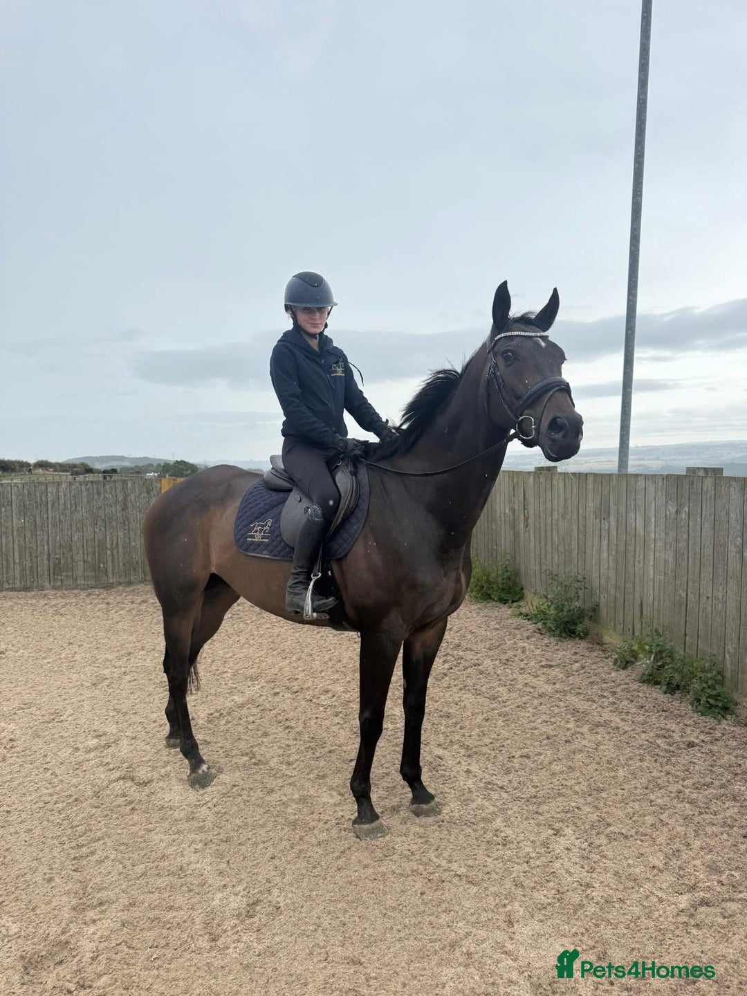 Irish Thoroughbred horses for sale:  SUPER SAFE SCHOOL MASTER  - Image 9