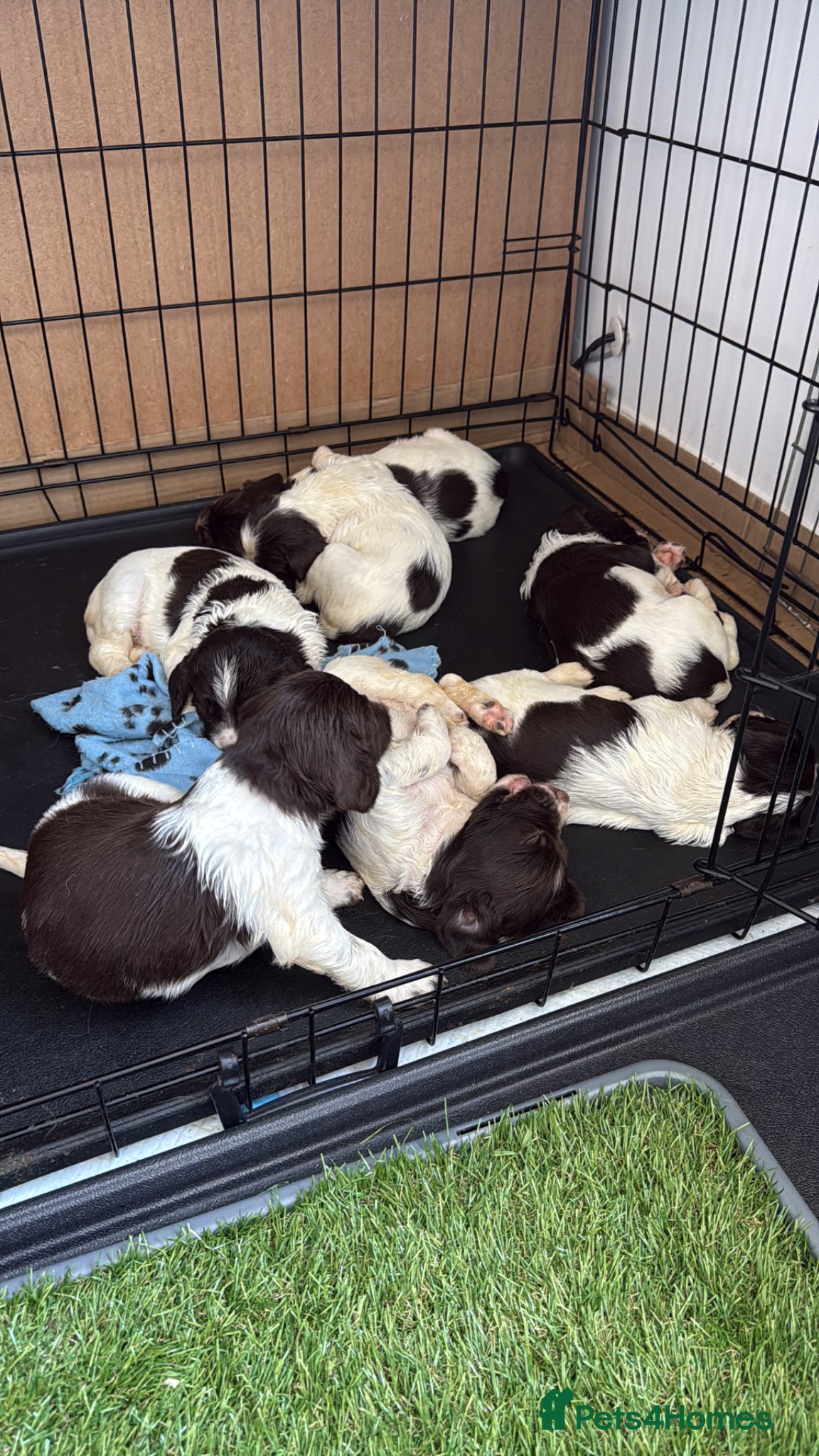 English Springer Spaniel dogs for sale: KC Registered Liver and White ESS Pups  - Advert 9