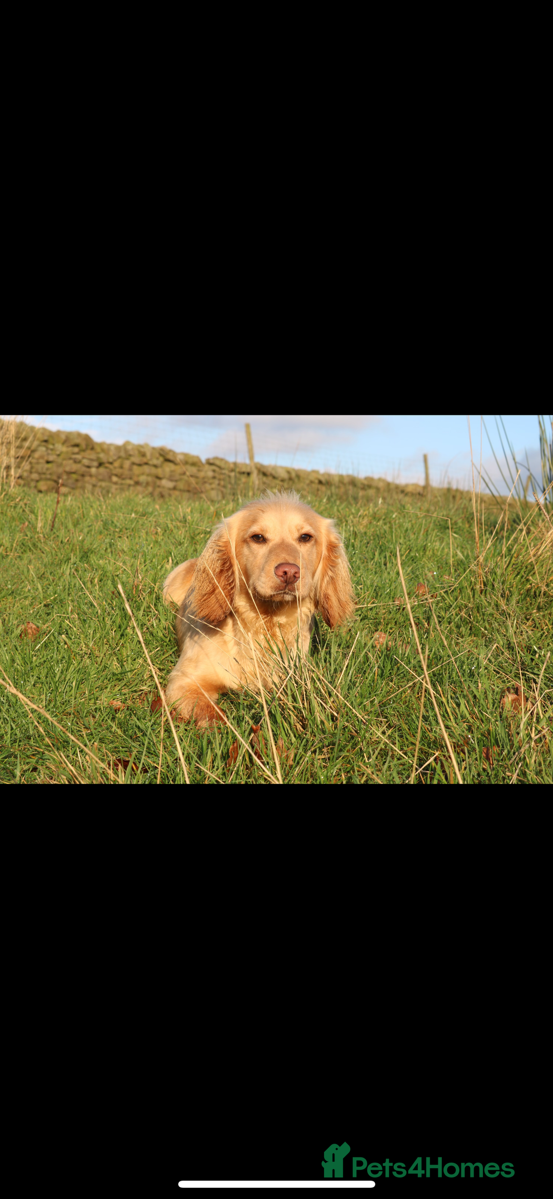 Cocker Spaniel dogs for sale: Stunning Working X Show Puppies. The Perfect Mix - Advert 17