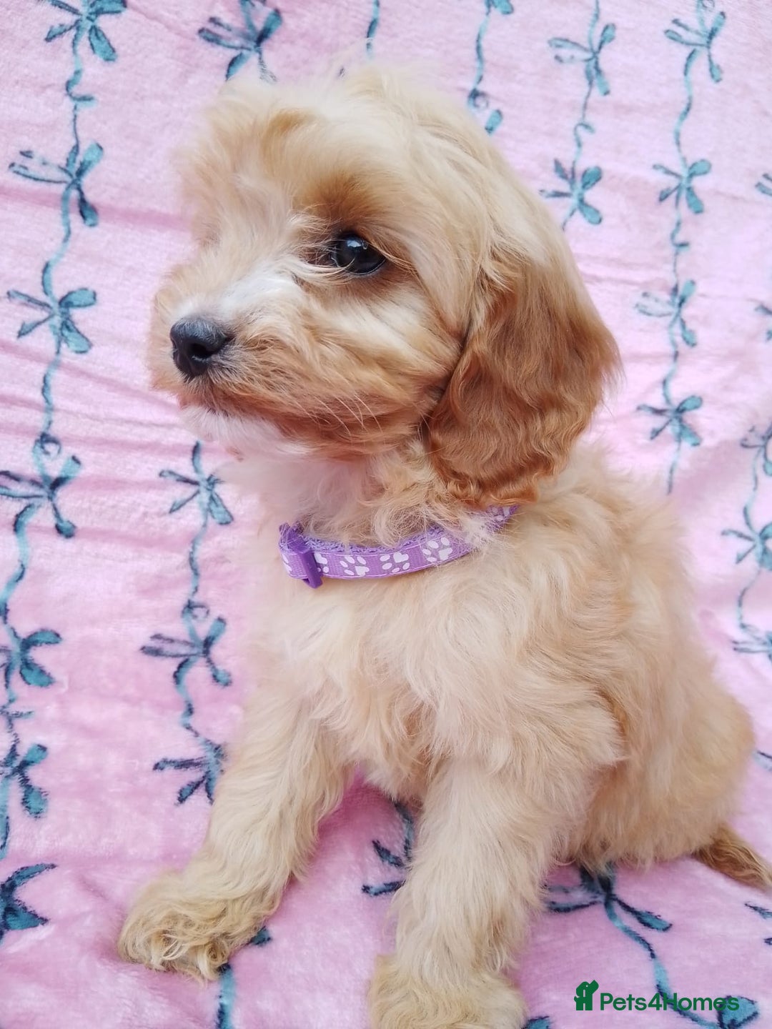 Cavapoo dogs for sale: Exceptional cavapoo puppies  - Image 8