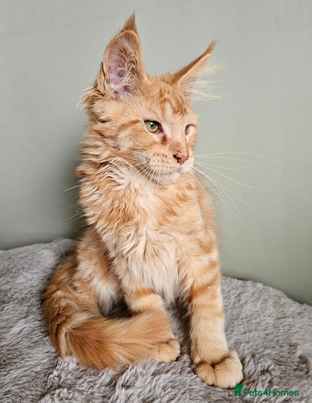 Maine Coon cats Maine Coon kittens looking for loving homes - Advert 5