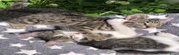Mixed Breed cats for sale: Kittens for sale  - Advert 13