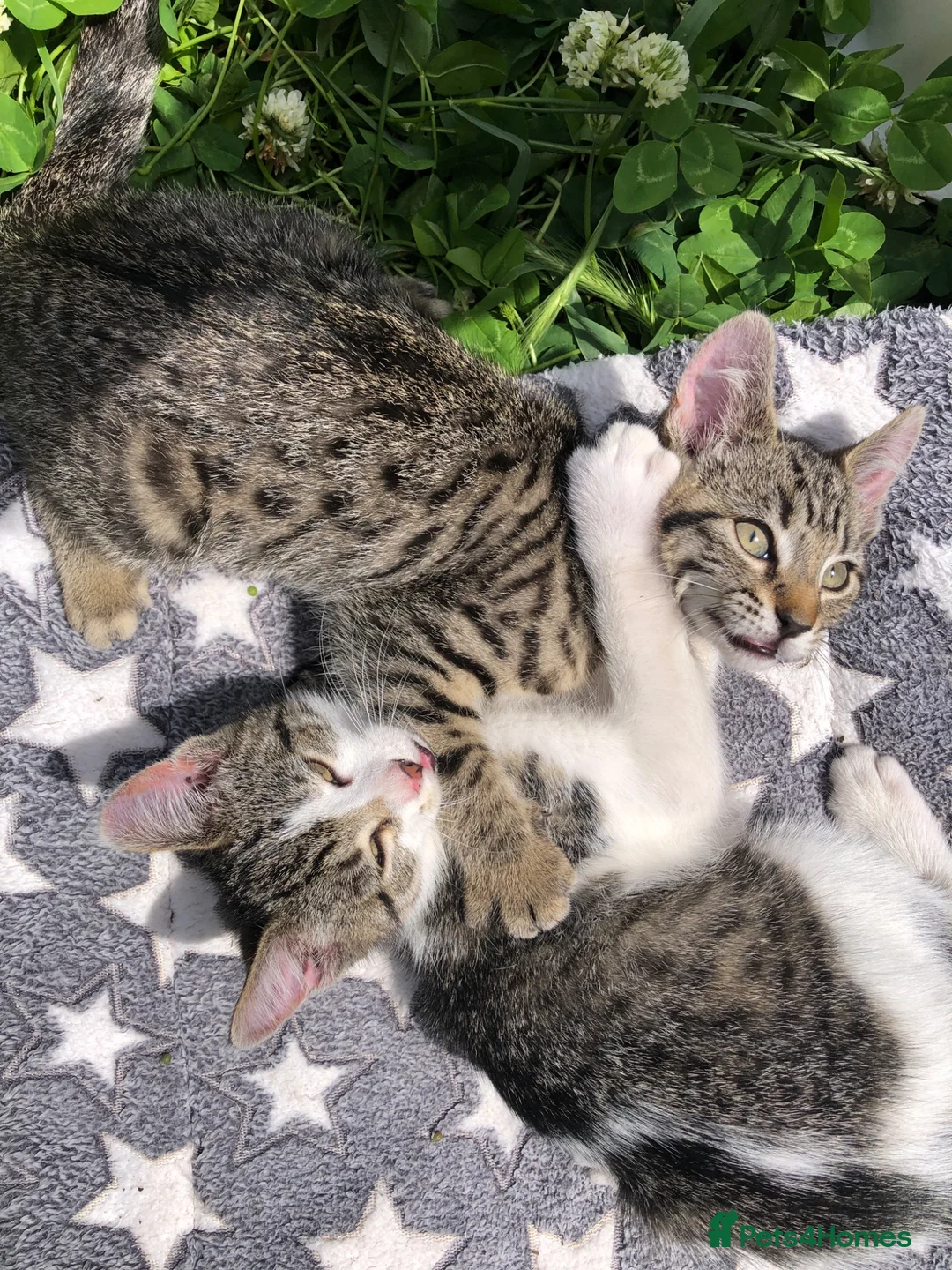 Mixed Breed cats for sale: Kittens for sale  - Advert 13