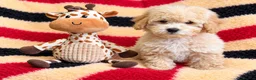 Poochon dogs for sale: Absolutely gorgeous poochon boys ready now  in Chester - Advert 3