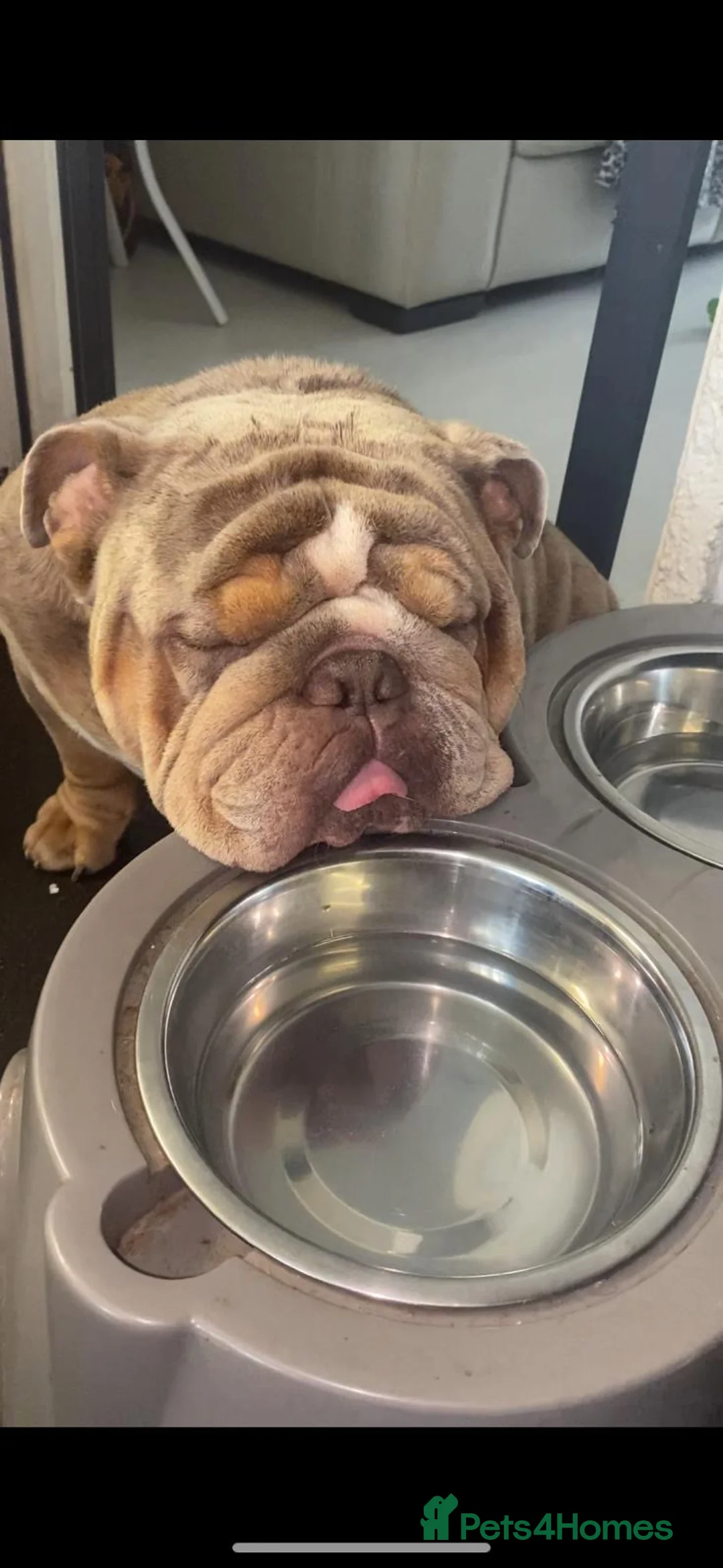 English Bulldog dogs for stud: King bear mcr - Advert 4