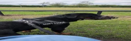 Rottweiler dogs for sale: 🐶 Beautiful Rottweiler Puppies - Advert 3