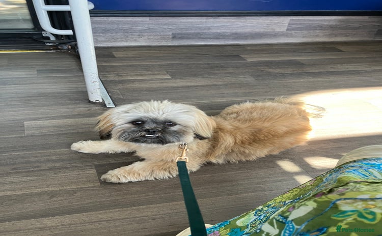 Shih Tzu dogs - Advert 1
