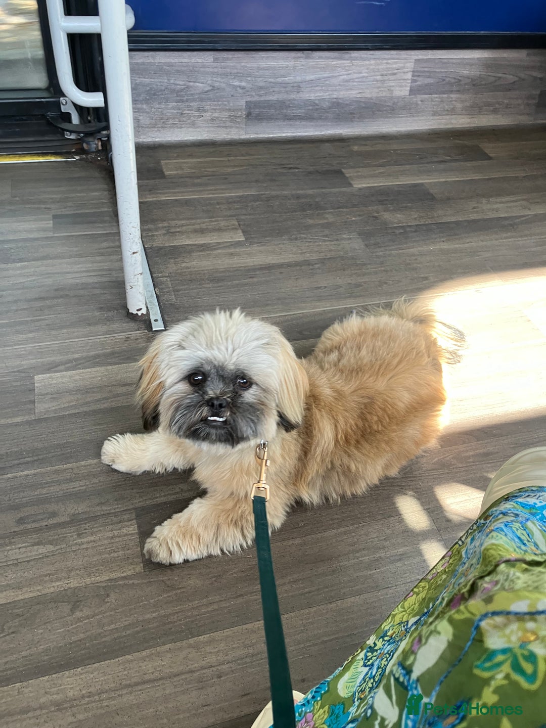 Shih Tzu dogs for sale: Loving boy looking for new home - Image 1