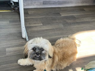 Shih Tzu dogs - Advert 9