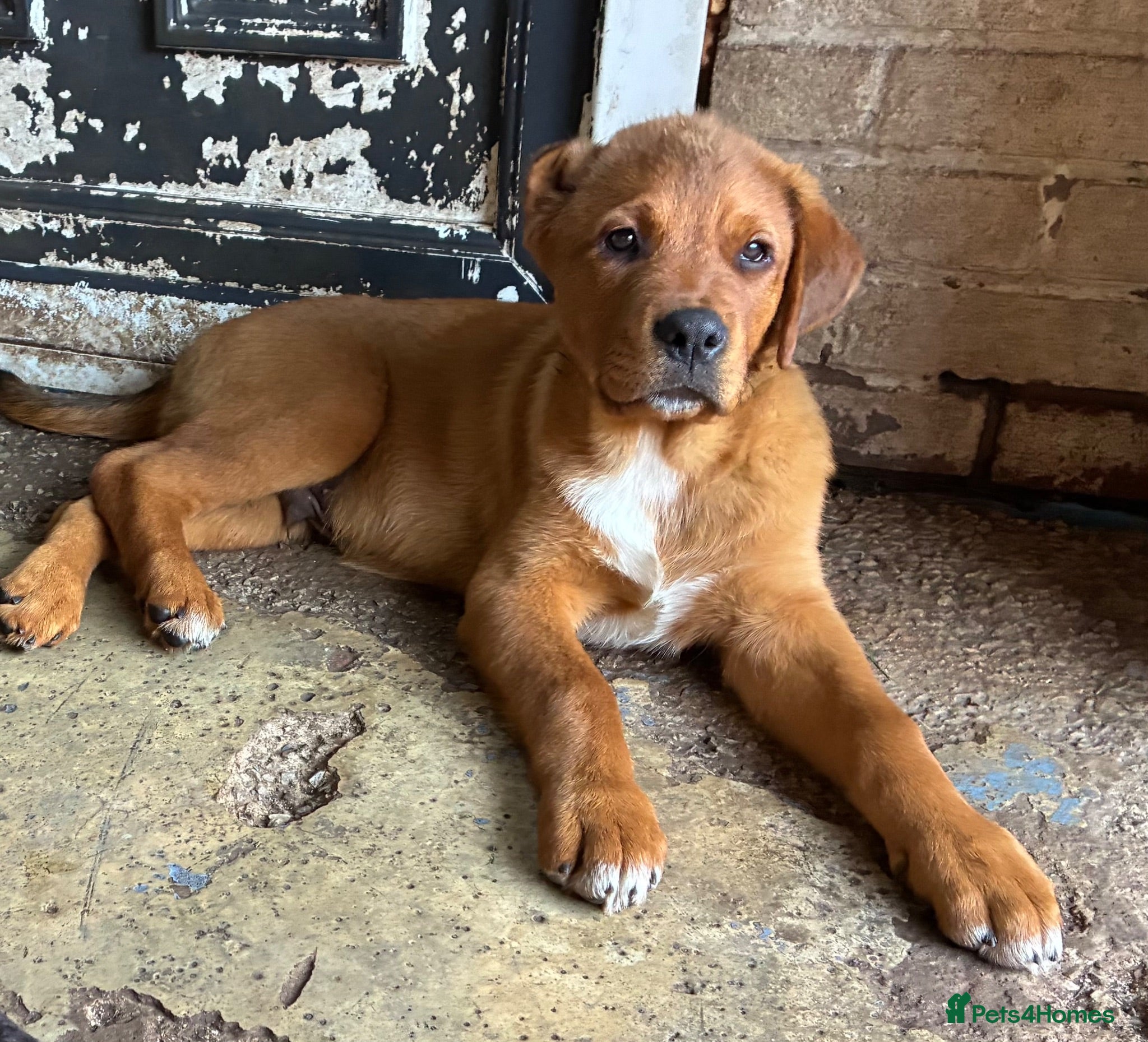 Mixed Breed dogs Central Asian Shepard x Rottweiler Puppies - Advert 1