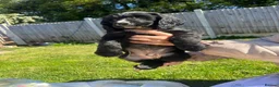 Cocker Spaniel dogs for sale: Beautiful pure bread cocker spaniel puppies  - Advert 5