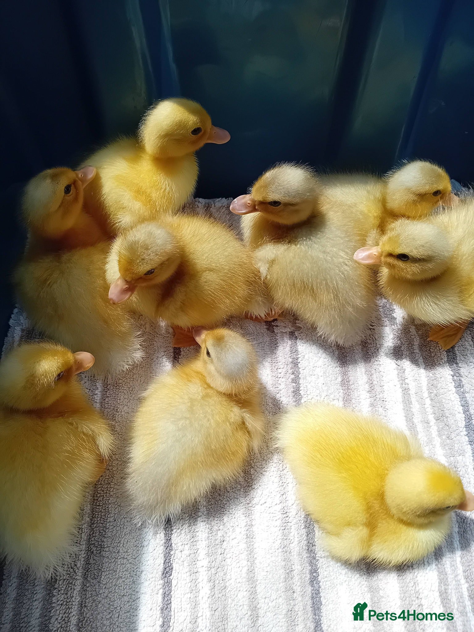 Ducks poultry for sale: Miniature Apricot Call Ducklings Available - Advert 5