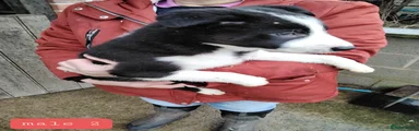 Border Collie Puppy 2