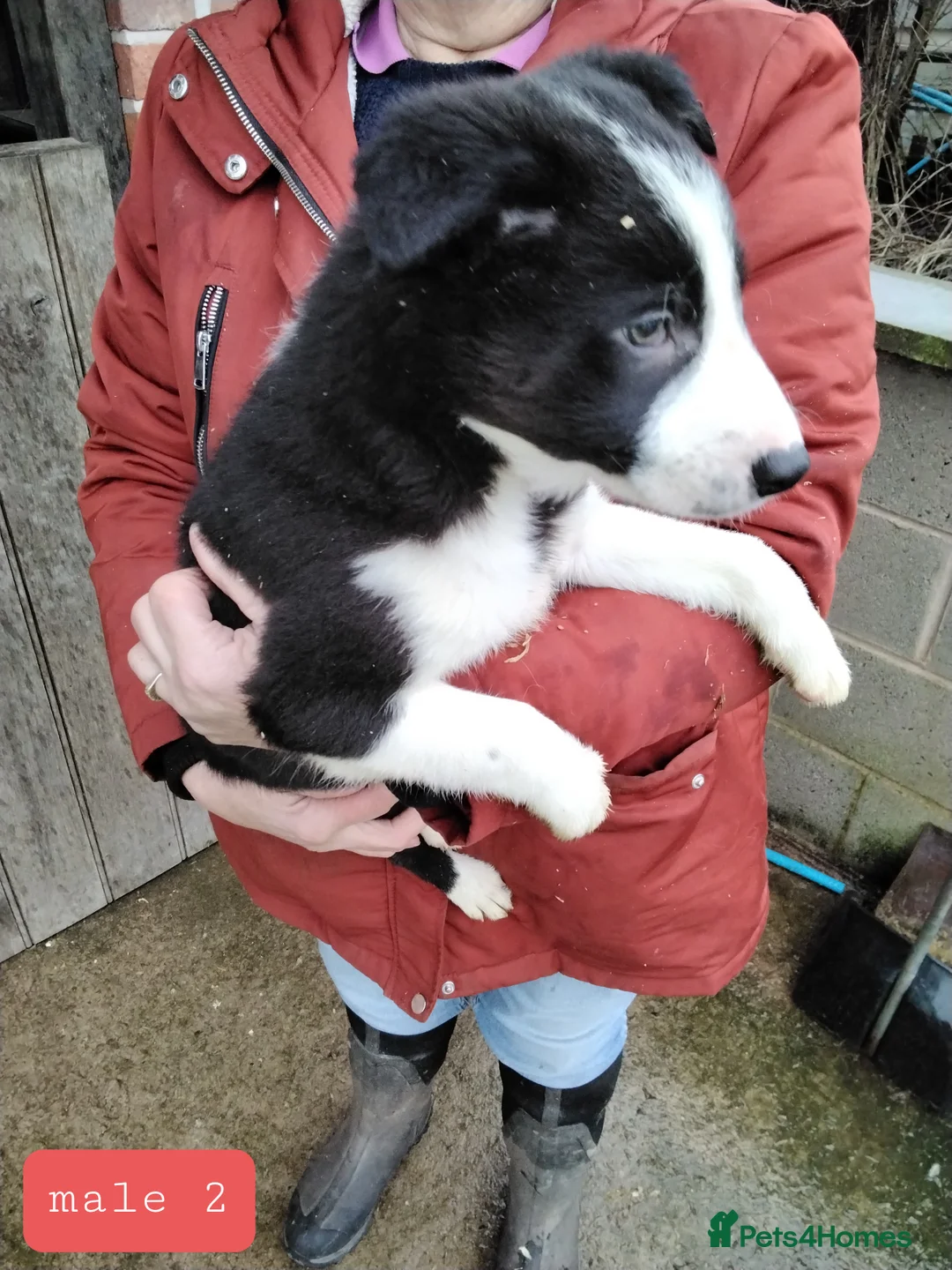 Border Collie dogs for sale: Border collie pups for sale - Advert 6