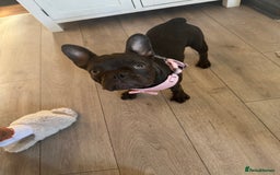 French Bulldog dogs for sale: Storm the French bulldog  - Image 10