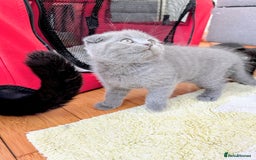 Scottish Fold cats for sale: Beautiful kittens are looking for a new home🥰✨ - Image 11