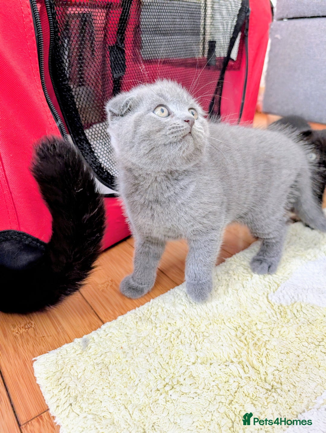 Scottish Fold cats for sale: Beautiful kittens are looking for a new home🥰✨ - Image 11