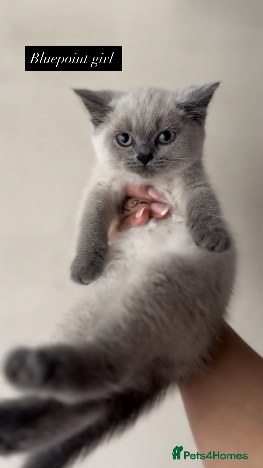 British Shorthair cats for sale: Colourpoint/ bicolour British shorthair kittens  - Image 5