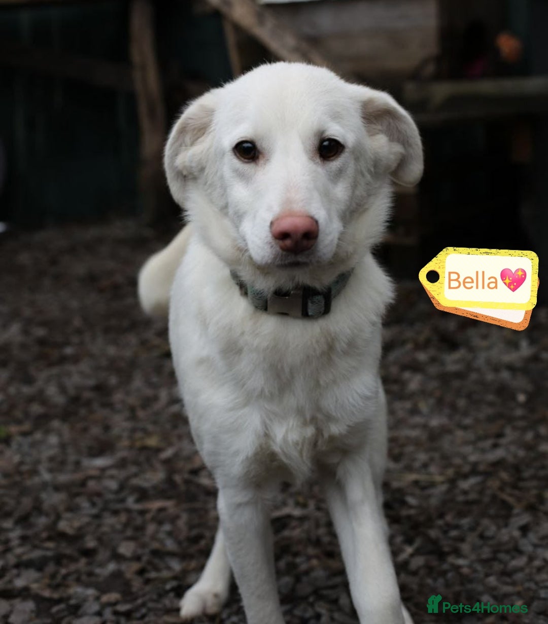 Mixed Breed dogs for adoption: 💖🐶 BELLA 🐶💖 - Advert 2