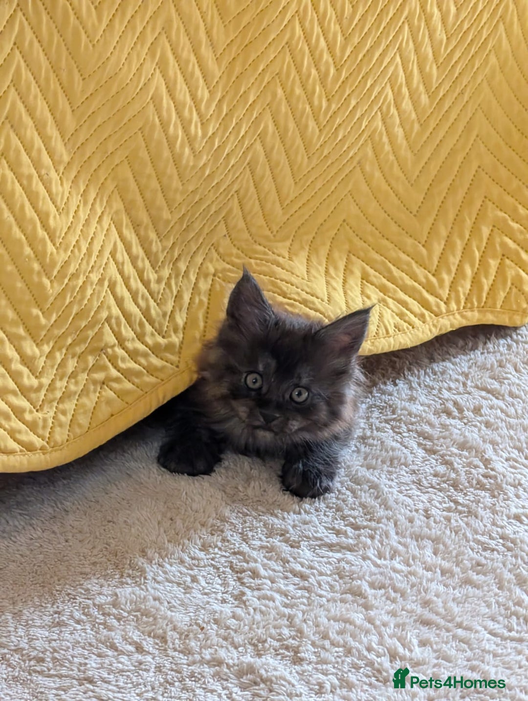 Maine Coon cats for sale: PEDIGREE BLACK SMOKE MAINE COON MALE TICA  - Advert 6