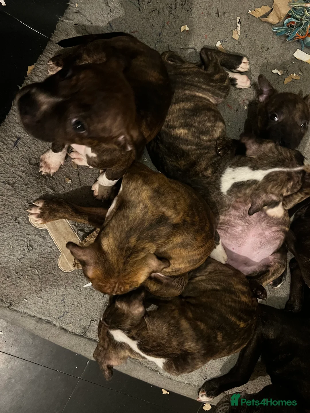 Mixed Breed dogs for sale: Blue Staffy x Boerboel – Ready for a Home - Advert 12