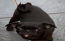 Chug dogs for sale: 2 Chug boys for sale  - Image 1