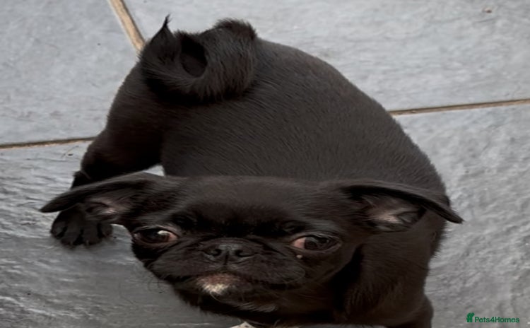 Chug dogs - Advert 1