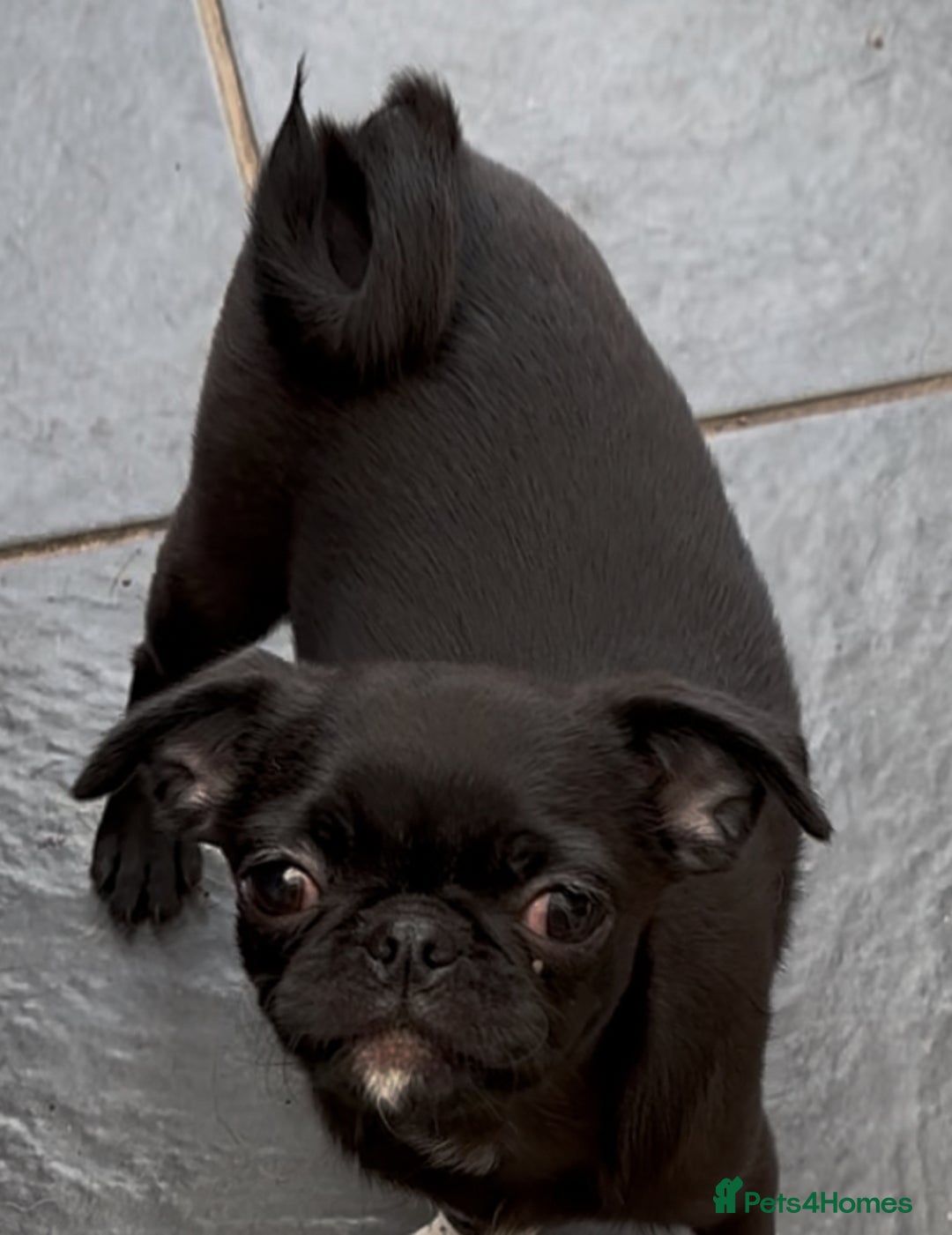 Chug dogs for sale: 2 Chug boys for sale  - Image 1
