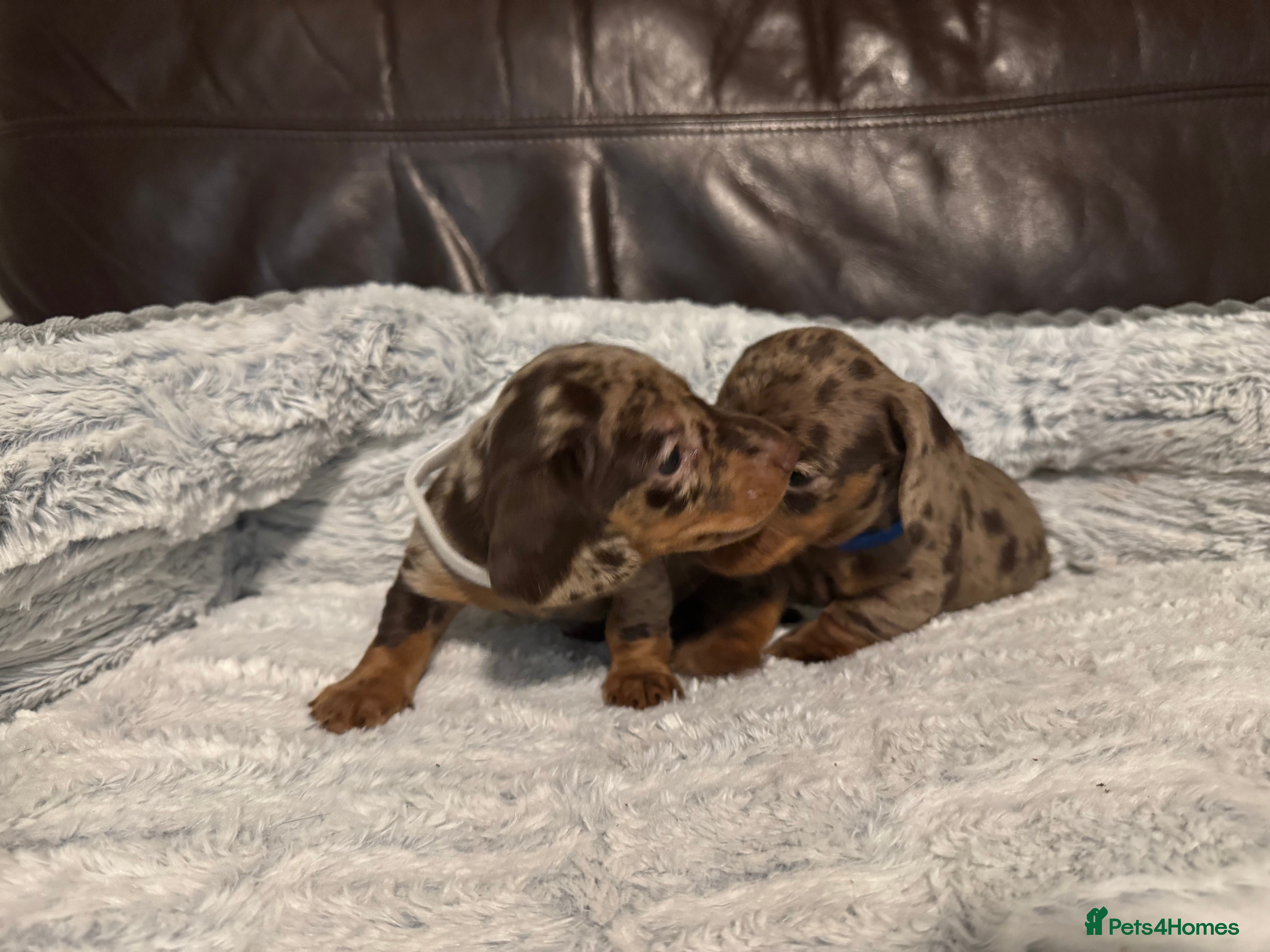 Miniature Dachshund dogs KC Chocolate Dapple Dachshund puppies - Advert 3