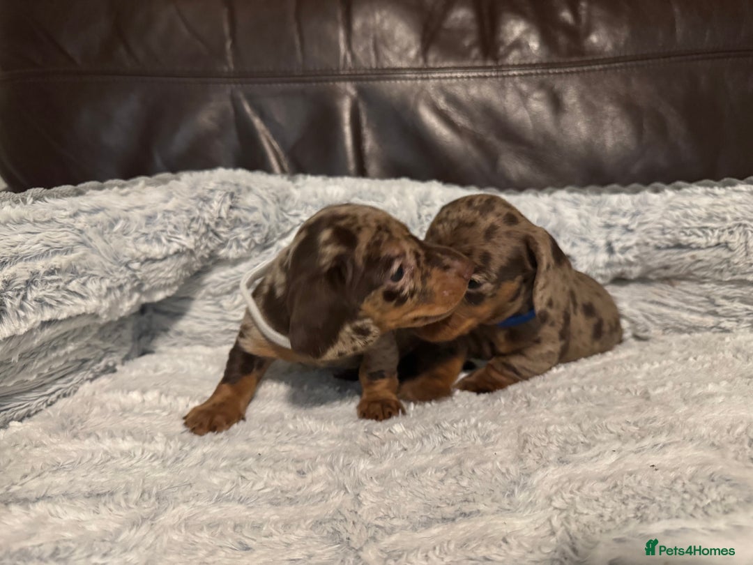 Miniature Dachshund dogs for sale: KC Chocolate Dapple Dachshund puppies - Advert 1