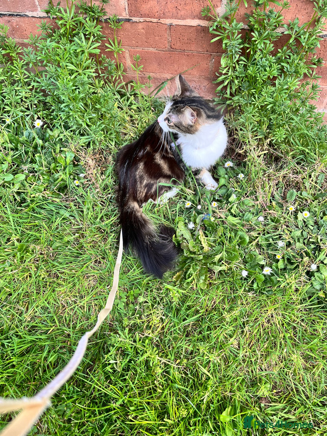 Mixed Breed cats for sale: 🐾 Three Beautiful Cats Looking for Loving Homes  - Image 18
