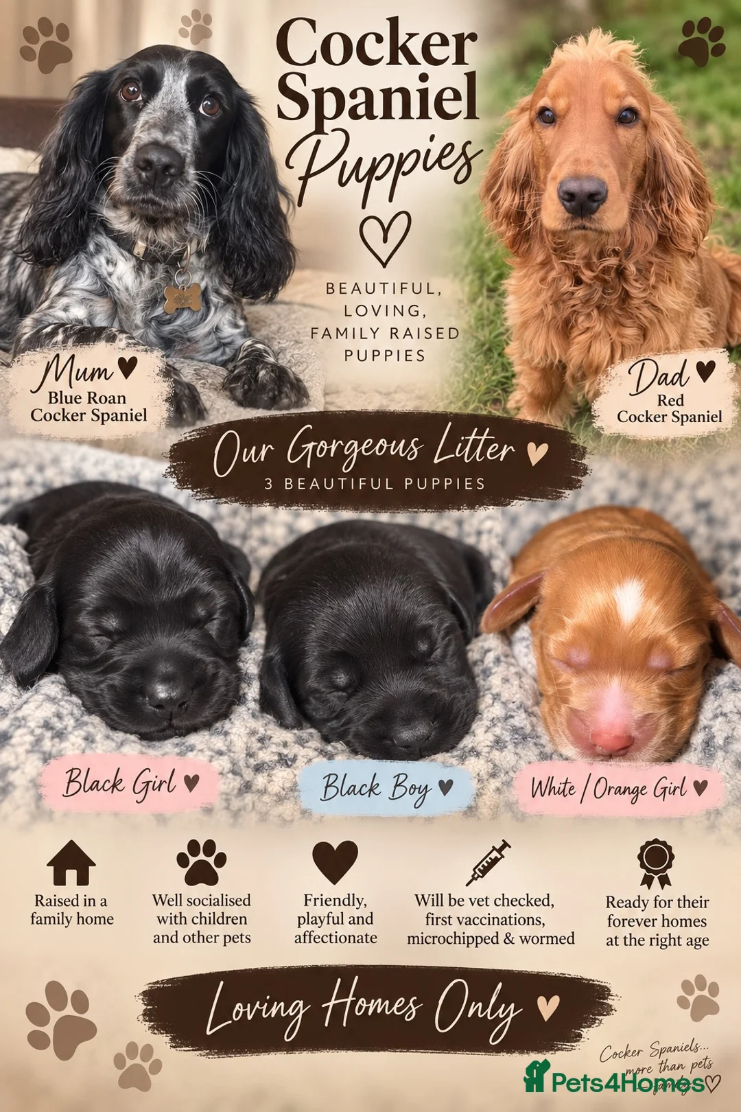 Cocker Spaniel dogs for sale: Beautiful chunky cocker spaniel pups - Advert 2