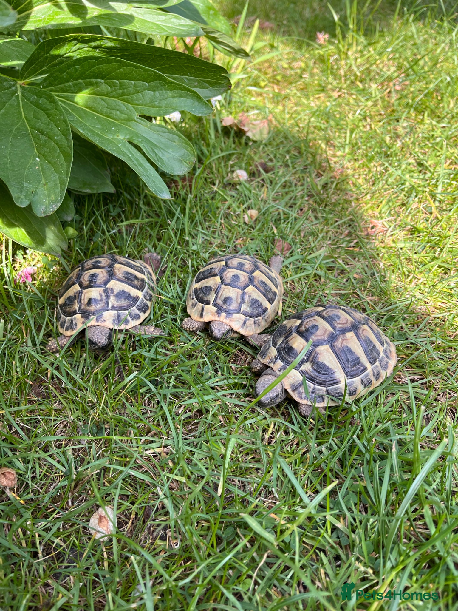 Tortoise reptiles Stunning baby Hermann Tortoises CB in the UK - Advert 1