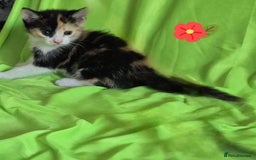 Mixed Breed cats for sale: Kittens  - Image 1