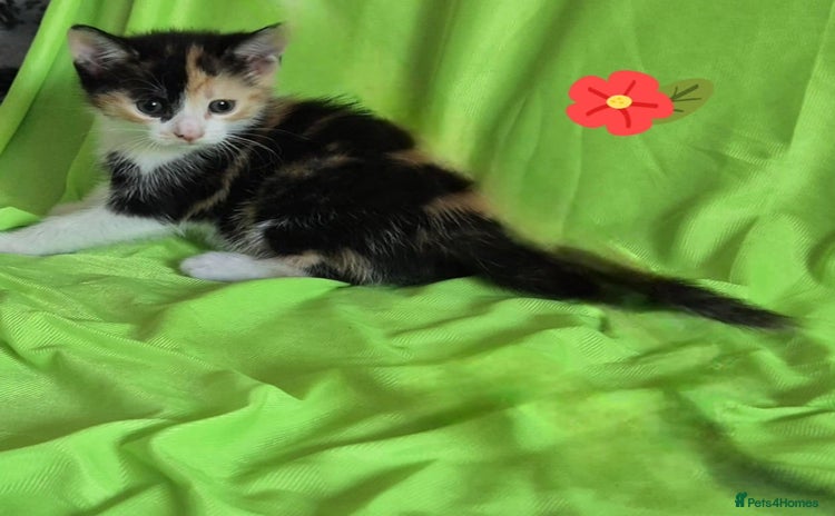 Mixed Breed cats - Advert 12