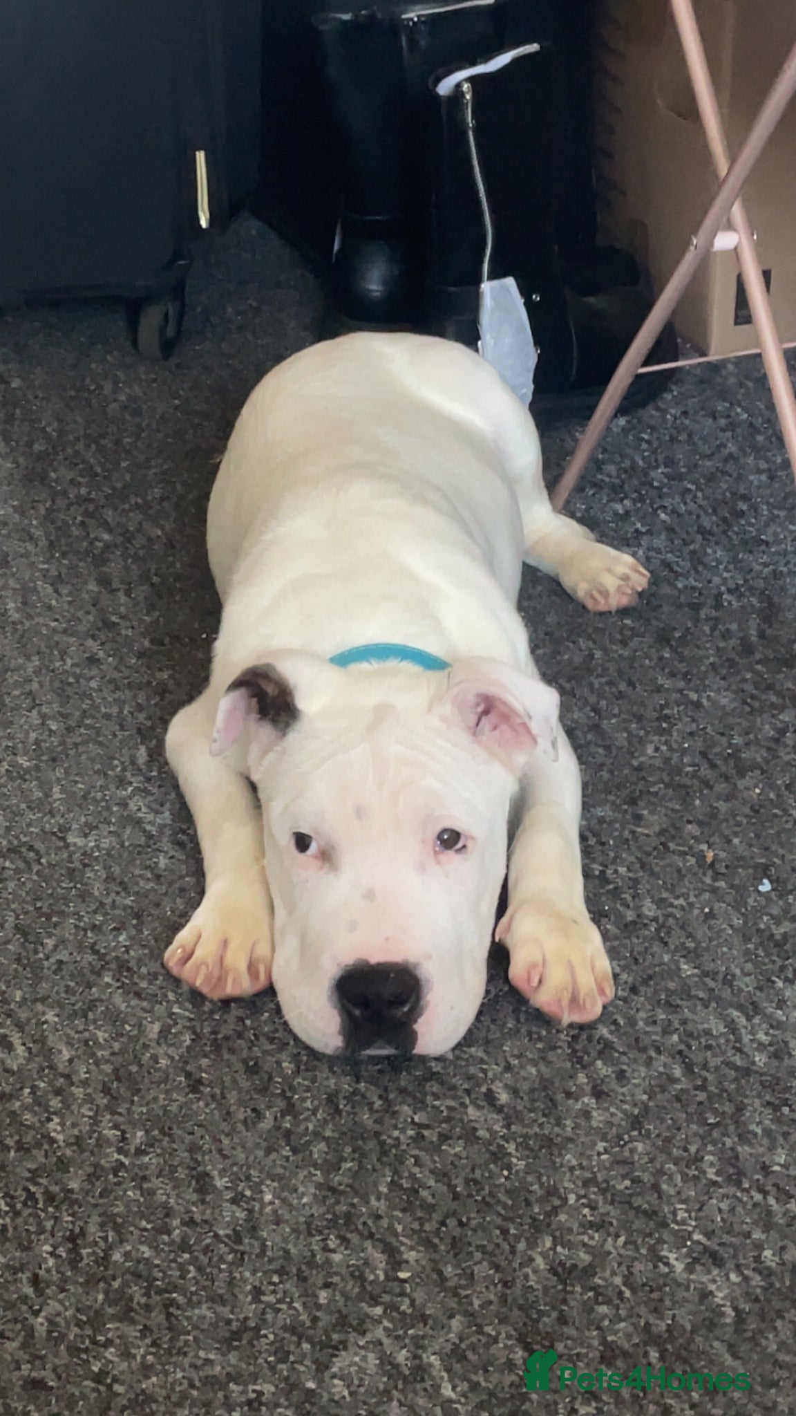 Mixed Breed dogs Male dog for sale - Advert 1