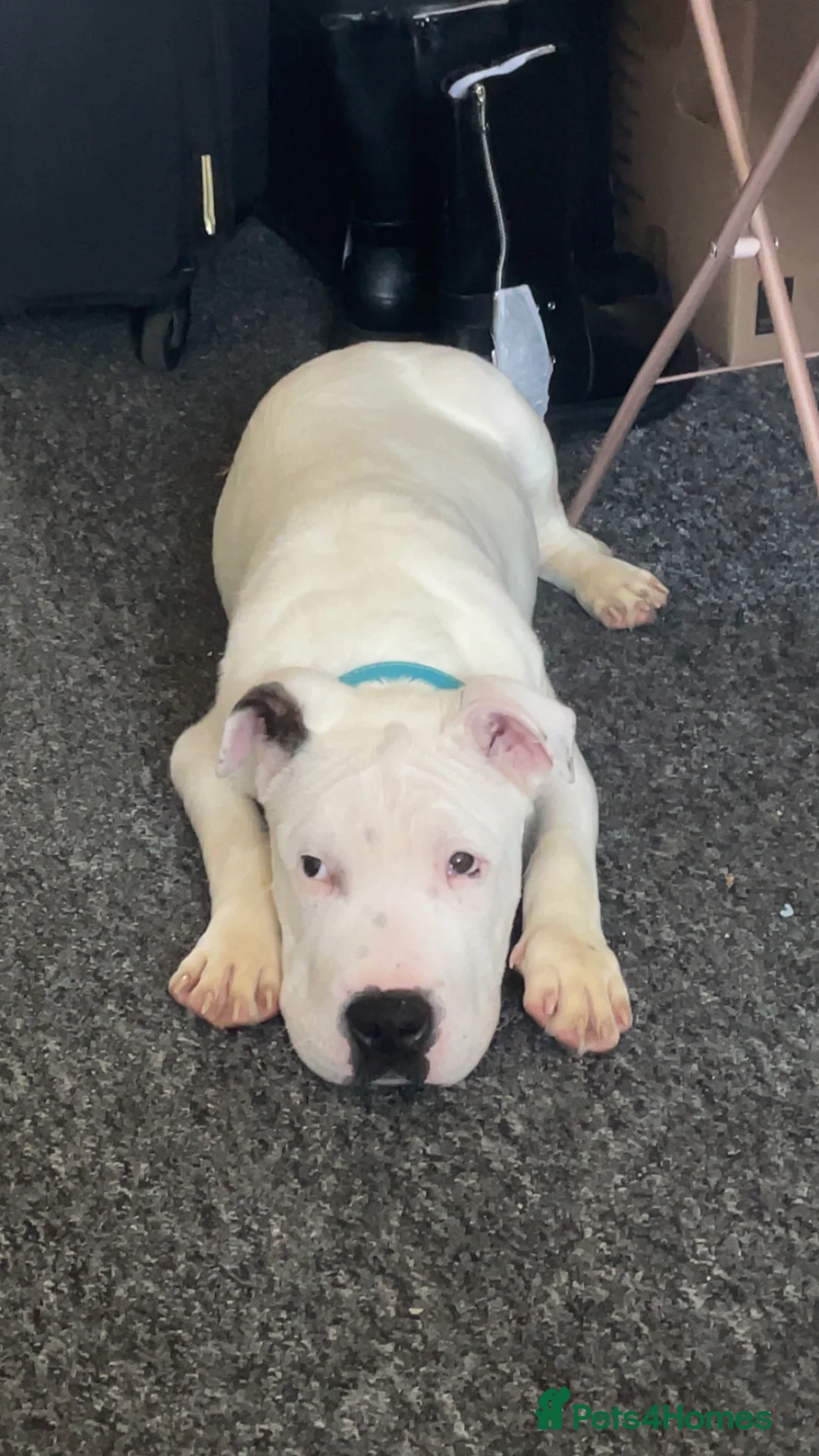 Mixed Breed dogs for sale: Male dog for sale in Gillingham - Advert 1