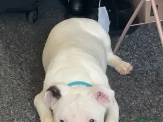 Mixed Breed dogs Male dog for sale - Advert 1