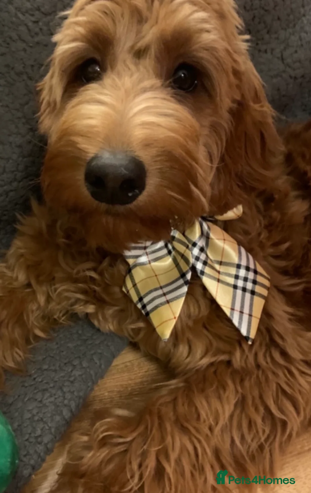 Irish Doodle dogs for stud: Gorgeous Deep Red Mini Irishdoodle for stud only in Totnes - Advert 11