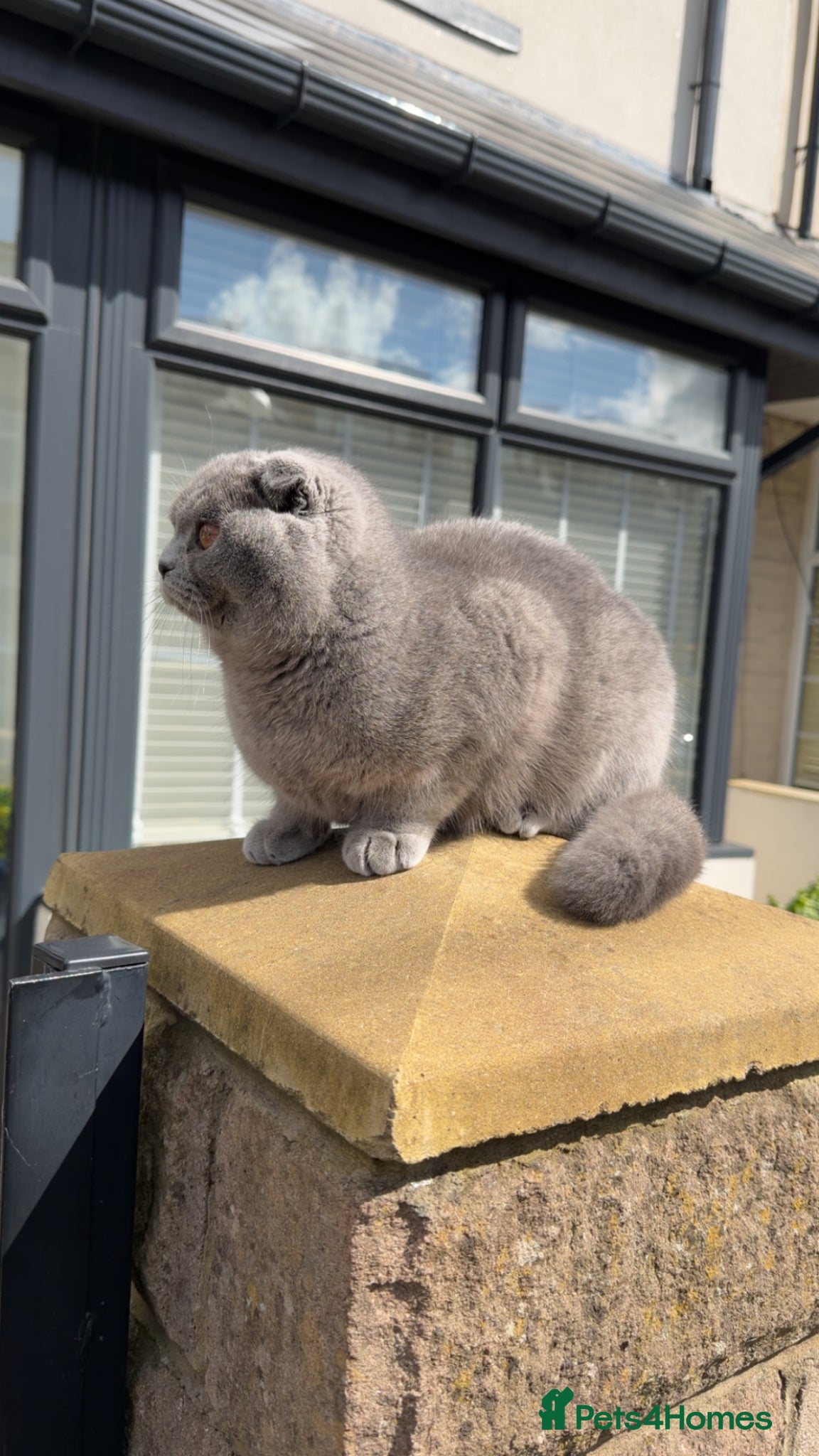 Scottish Fold cats Beautiful Scottish fold for sale  - Advert 1