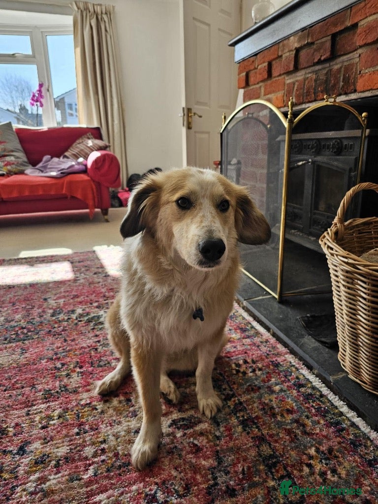 Mixed Breed dogs Meet Elphie, currently residing in Fetcham - Advert 8